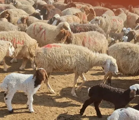 نوسان قیمت دام ادامه دارد/ یارانه&zwnj;ها فقط بخشی از هزینه&zwnj;ها را پوشش می&zwnj;دهند