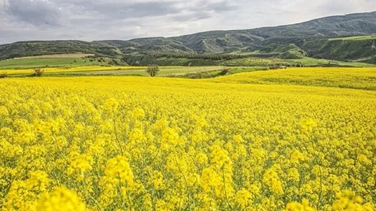 ۱۰ درصد دانه&zwnj;های روغنی در داخل تامین می شود