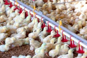 چرخش بازار مرغ به سمت ثبات