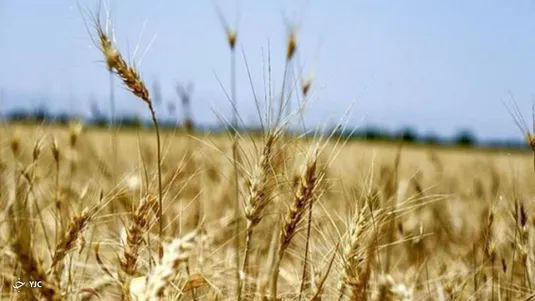 پیش بینی ۷.۵ میلیون تن خرید تضمینی گندم تا پایان فصل برداشت