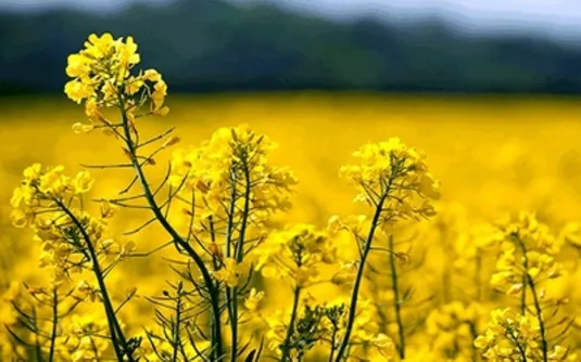 تحقق خوداتکایی دانه&zwnj;های روغنی نیازمند یکپارچه سازی کشت