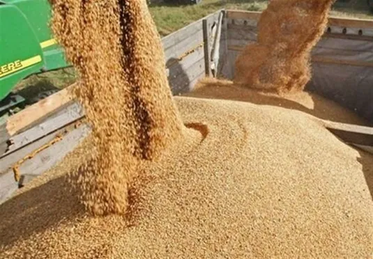 تولید داخل جایگزین ۴۰ درصد جو وارداتی شد