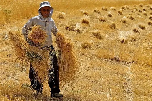 ۳۵ درصد مطالبات گندمکاران هنوز پرداخت نشده است