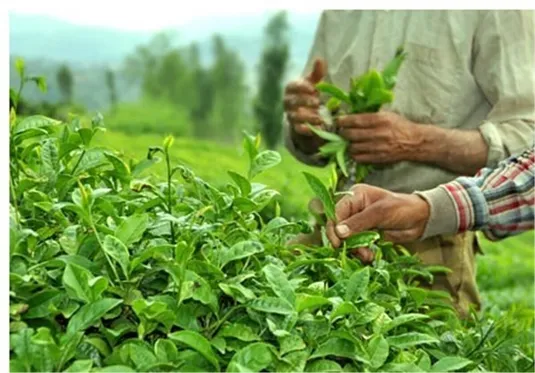 پرونده ۳۱ هزارتن چای سنواتی بسته شد