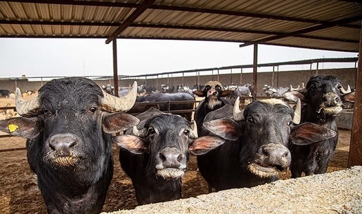 صدور مجوز واردات گوشت گاومیش از هند با قیمت ۴.۵ یورو +سند