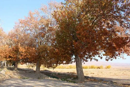 کاهش ۸۲ درصد بارش&zwnj;های ایران/ پاییز از تابستان هم خشک&zwnj;تر شد