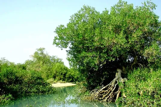 حمایت گسترده سازمان منابع طبیعی از مناطق زاگرسی / تأکید بر نقش مردم در حفاظت از جنگل&zwnj;ها
