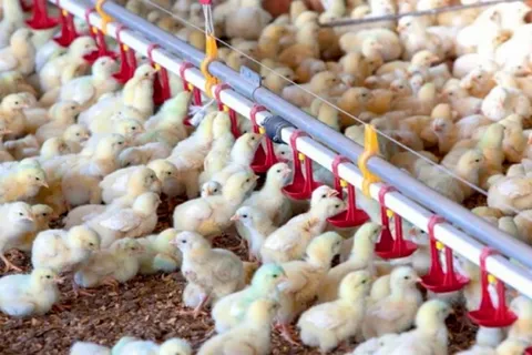 چرخش بازار مرغ به سمت ثبات