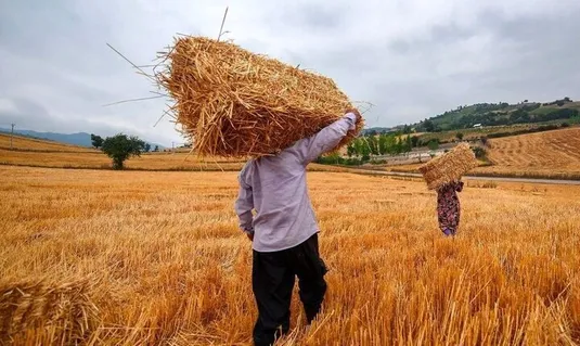 پیگیری پرداخت به&zwnj;موقع مطالبات گندم&zwnj;کاران در شورای اقتصاد