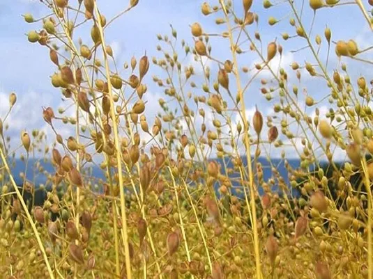 ورود صندوق&zwnj;ها به خرید محصولات استراتژیک کشاورزی بررسی شد
