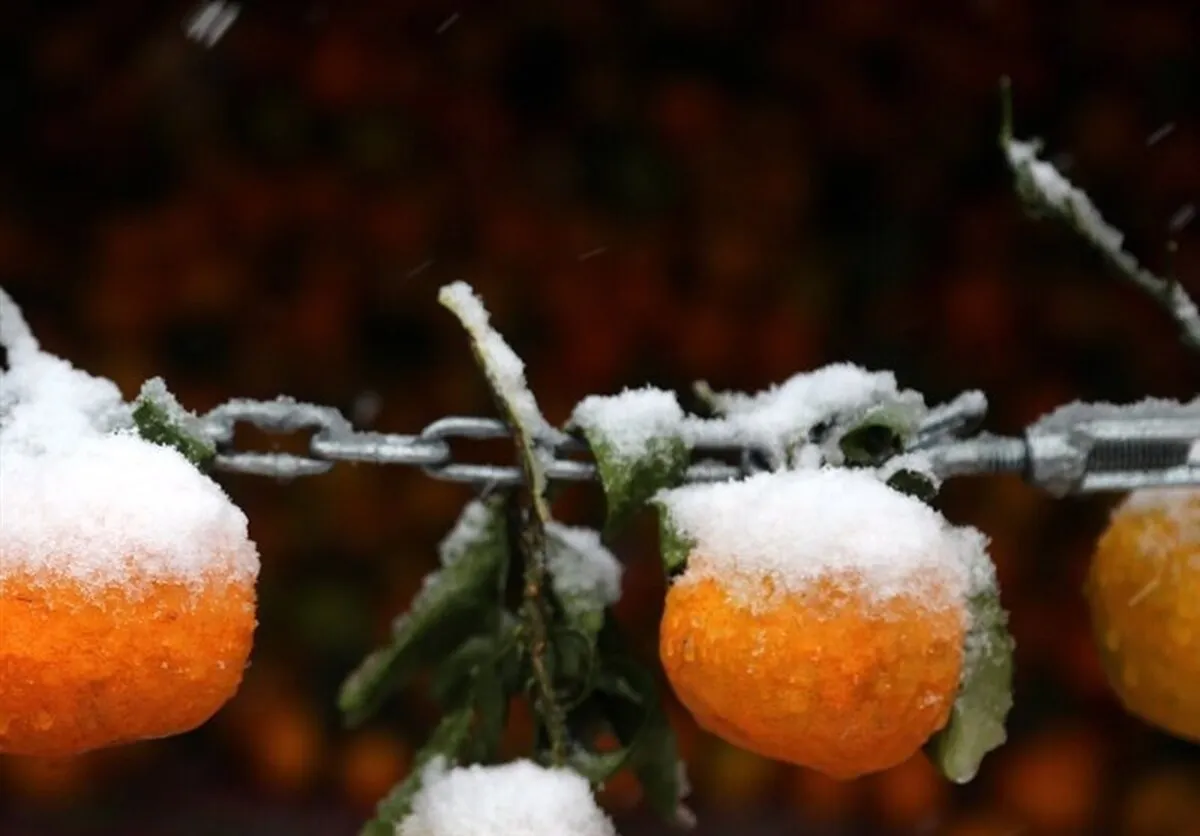 گزارش هواشناسی امروز ۱۹ آذر ۱۴۰۴