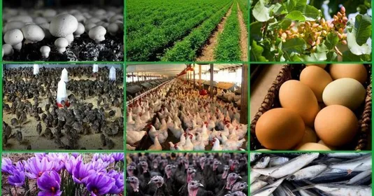 تمرکز جهاد کشاورزی بر احیای جایگاه تولیدی روستا&zwnj;ها