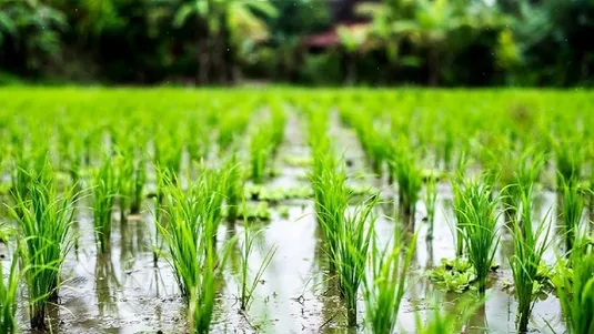 اهتمام کشور برای خودکفایی تولید بذر؛ عبور از مرز واردات با اتکا به دانش بومی