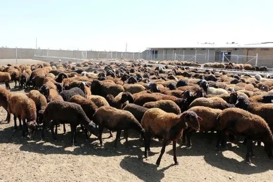 دامداران در انتظار خرید حمایتی