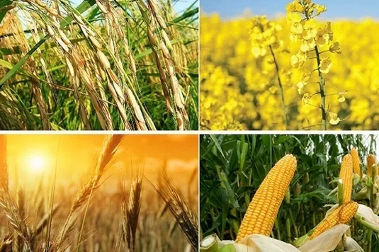 قیمت خرید تضمینی محصولات اساسی تا پایان تیرماه تعیین تکلیف می&zwnj;شود؟