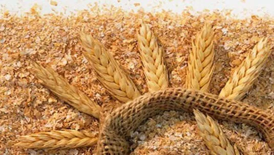 قیمت سبوس گندم دو برابر می&zwnj;شود؟