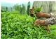 ۱۵ هزار تن برگ سبز چای خرید شد
