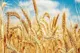 رشد تولید گندم همزمان با رشد ۱۷ درصدی خرید تضمینی