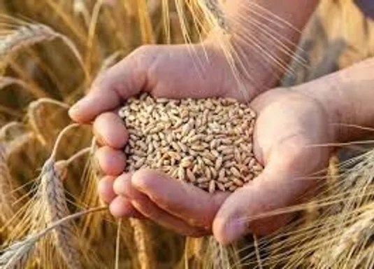 هشدار درباره تبعات تاخیر در اعلام قیمت خرید گندم
