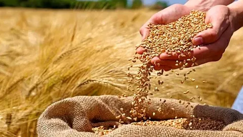عبور خرید تضمینی گندم از ۸.۵ میلیون تن