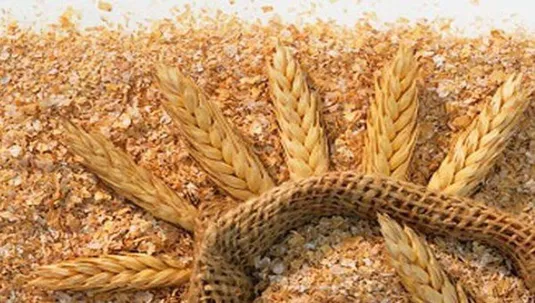 قیمت سبوس گندم دو برابر می&zwnj;شود؟