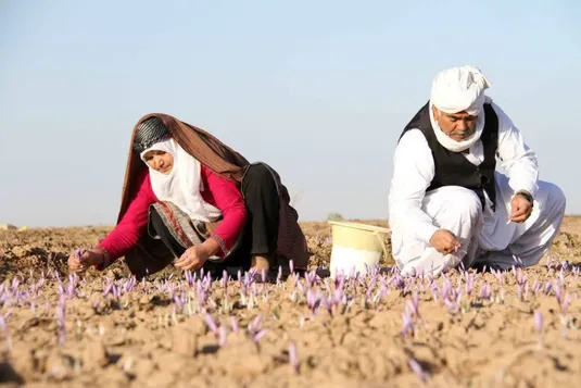 امضای تفاهنامه فائو با دانشگاه علوم پزشکی مشهد برای ارتقای روش&zwnj;های سنجش اصالت زعفران