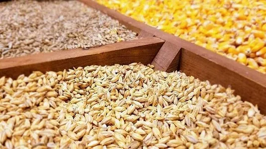 تولید جو به ۴ میلیون تن رسید/ ضایعاتی که ایران را وارد کننده می&zwnj;کند