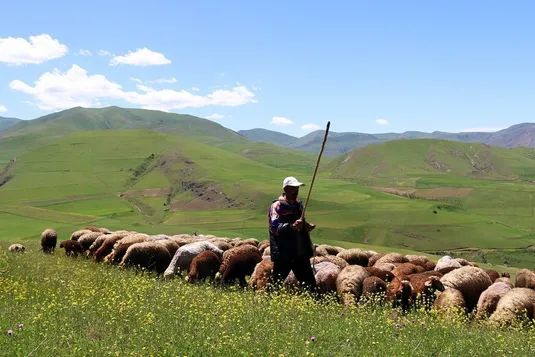 نهاده گران، گوشت گران&zwnj;تر
