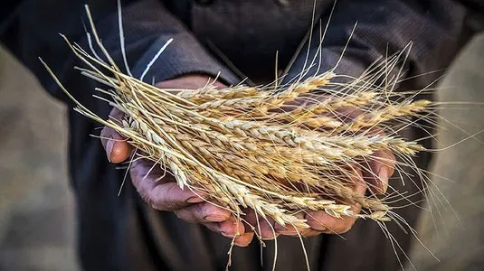 نوروزی: ۹۵ درصد مطالبات گندم&zwnj;کاران پرداخت شد
