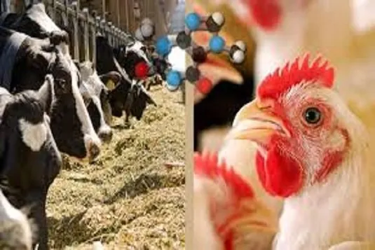 قیمت روز دام و طیور؛ از جوجه یک&zwnj;روزه تا دام سنگین