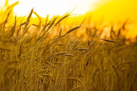 پیش بینی ۱۱ میلیون تن خرید تضمینی گندم