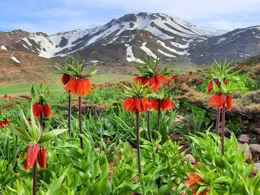 تقویت اعتبارات برای احیای مراتع
