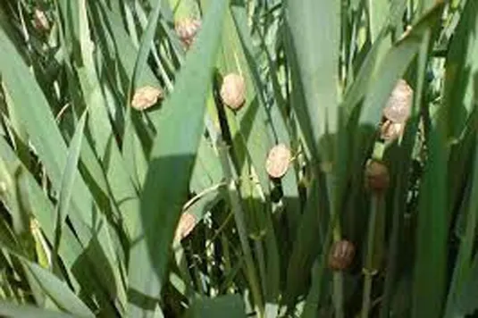 سطح مبارزه علیه سن گندم به ۳ میلیون و ۱۲۷ هزارهکتار رسید