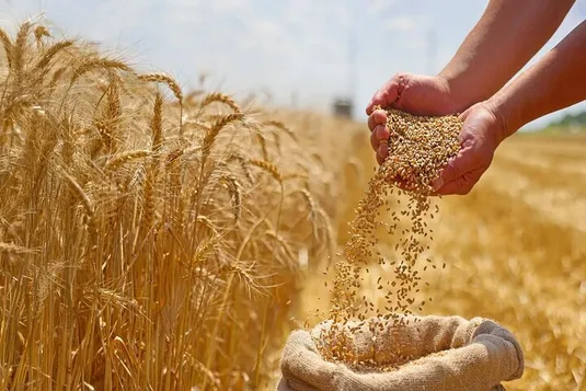 دلار برای گندم ۲۸ هزار و ۵۰۰ تومان می&zwnj;ماند