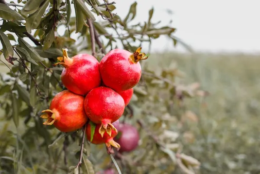 ایران رتبه سوم تولید &laquo;انار&raquo; در جهان