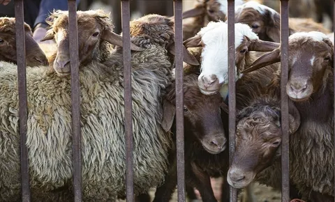 قیمت دام زنده به ۵۰۰ هزارتومان کاهش یافت