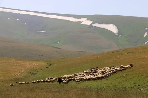 تولید علوفه در مراتع ۲ میلیون افزایش یافت