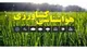 ضرورت تسریع کشت گندم دیم در مناطق سردسیر