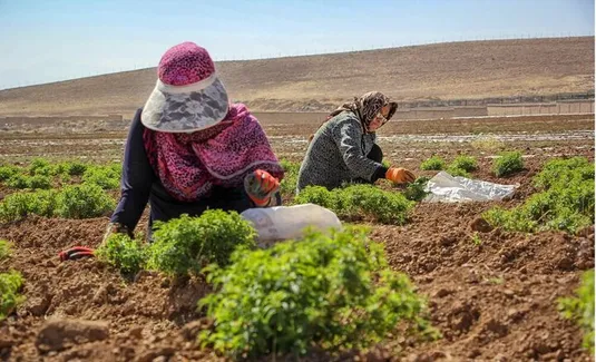 سرمایه&zwnj;گذاری در نیروی پنهان روستا؛ زنان و جوانان، کلید تحول در تولید کشاورزی