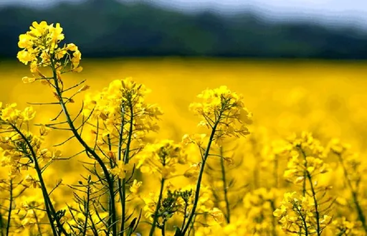 خوداتکایی ۵۰ درصدی دانه&zwnj;های روغنی در برنامه هفتم محقق می&zwnj;شود