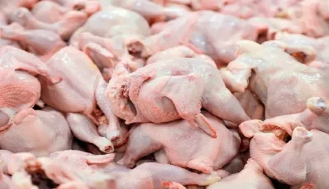 امسال برای نخستین بار از واردات مرغ بی نیاز شدیم