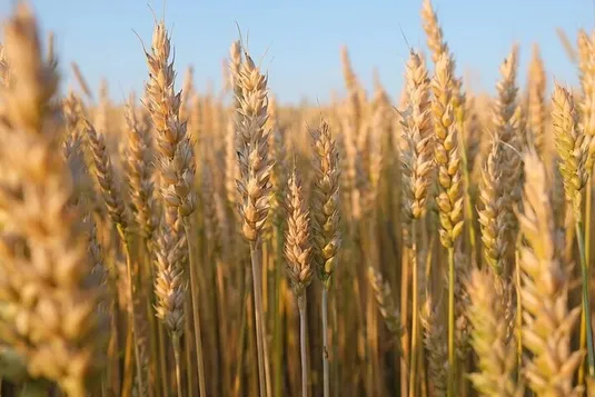 کاهش ۴۰ درصدی خرید تضمینی گندم