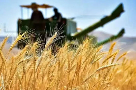بلاتکلیفی در نرخ&zwnj;گذاری خرید تضمینی؛ سردرگمی کشاورزان در آستانه کشت پاییزه