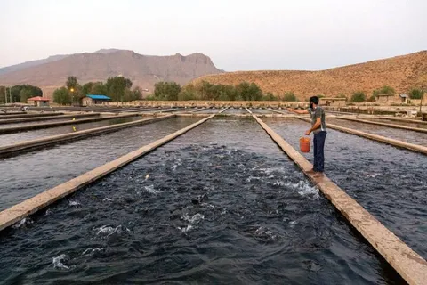 آغاز هوشمندسازی مزارع آبزی‌پروری در کشور