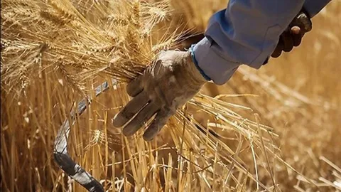 ۴۱ همت از مطالبات گندم‌کاران پرداخت شد