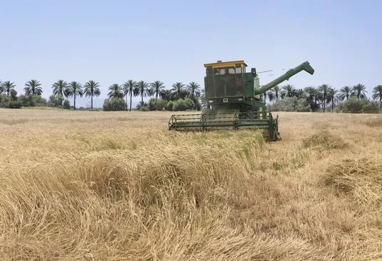 شورای قیمت&zwnj;گذاری امسال برای گندمکاران گل کاشت