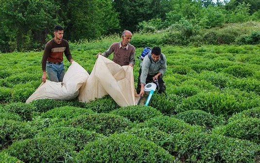 چالش&zwnj;های تولید چای در کشور