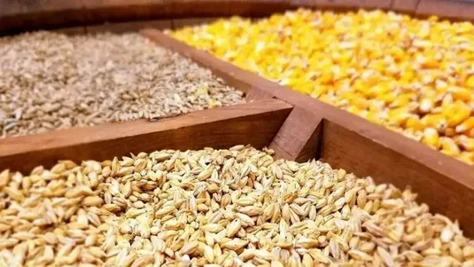آغاز اجرای مصوبه دولت برای ساماندهی واردات و عرضه نهاده&zwnj;های دامی