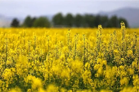 پول برای واردات دانه روغنی هست، اما برای ۱۰ درصد تولید داخل خیر