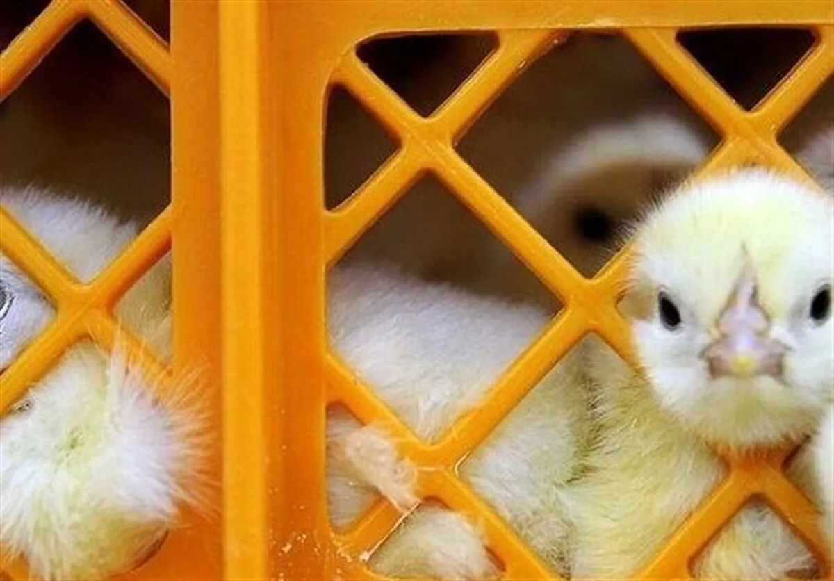 قیمت مصوب جوجه یک روزه ۲۸ هزار تومان شد